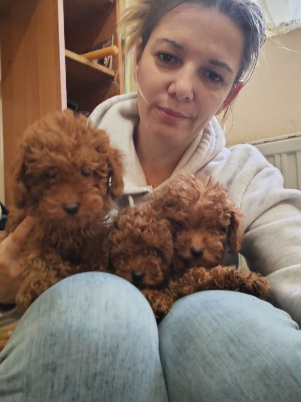 Crvene toy pudle - Psi Oglasi Beograd