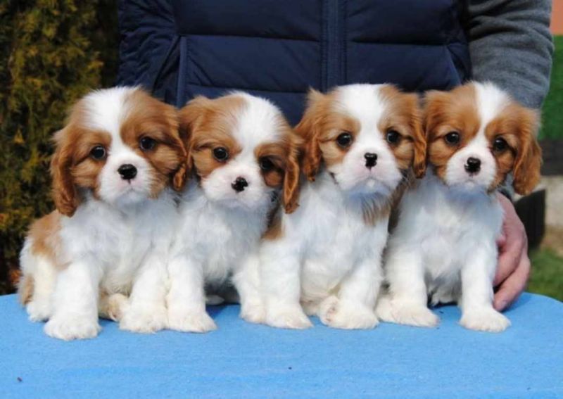 Dostupni štenci Cavalier King Charles španijela - Psi Oglasi Beograd Dostupni štenci Cavalier King Charles španijela - Psi Oglasi Beograd