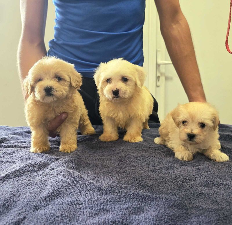Prelepi Maltipoo štenci - Psi Oglasi Beograd