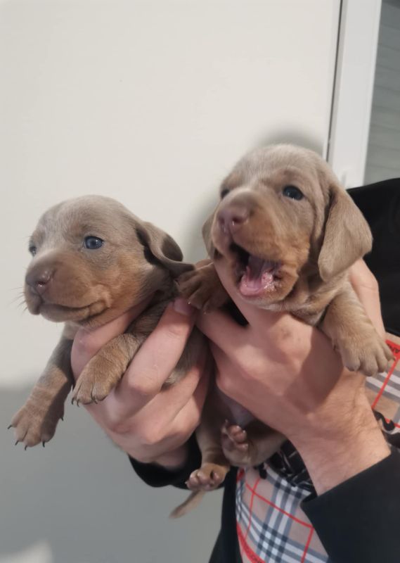 Štenci jazavičara - Psi Oglasi Beograd