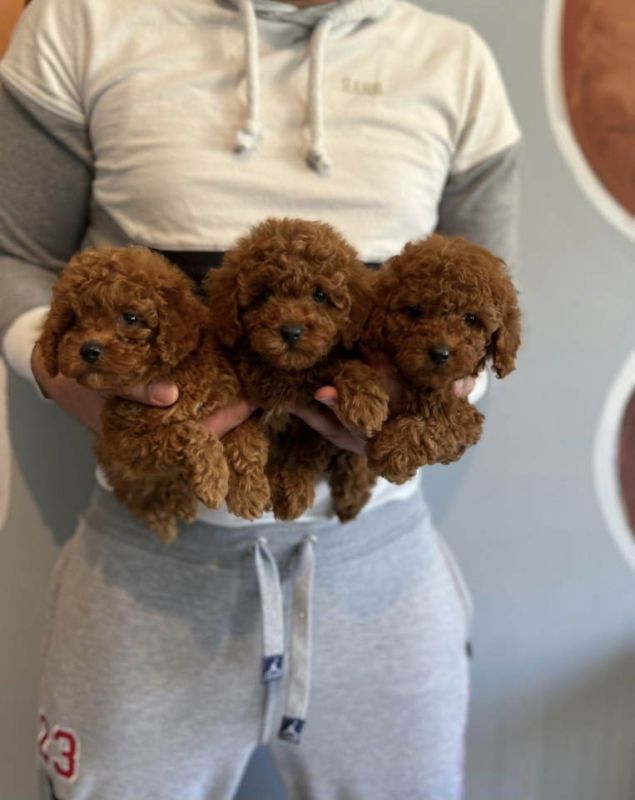 Najlepse bebe teddy bear toy pudle - Psi Oglasi Beograd Najlepse bebe teddy bear toy pudle - Psi Oglasi Beograd