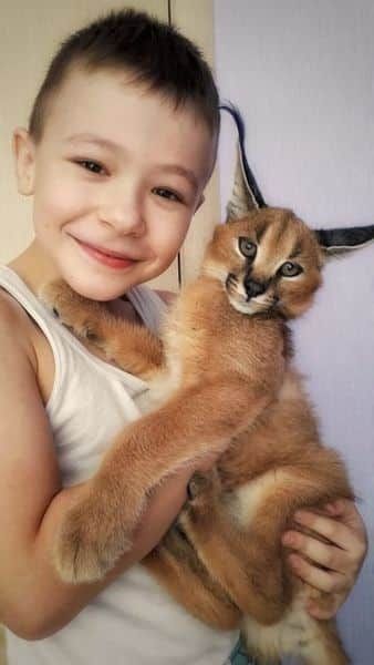 Savannah mačići serval i karakal stari 4 sedmice. - Mačke Oglasi Beograd