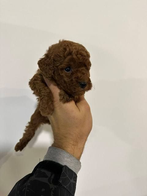 Toy pudle vrhunskog porekla - Psi Oglasi Beograd Toy pudle vrhunskog porekla - Psi Oglasi Beograd