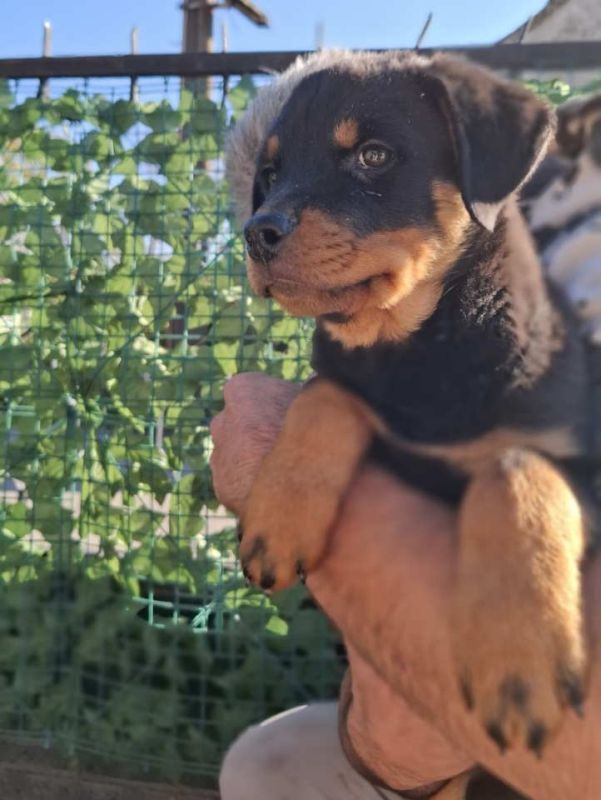 Rotvajler 4 muška šteneta - Psi Oglasi Beograd