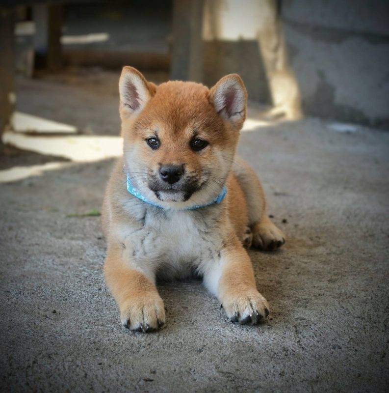 Shiba Inu prelepi štenci - Psi Oglasi Beograd