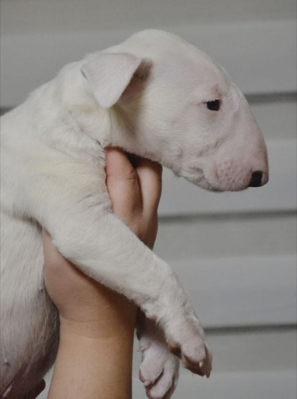 Bulterijer vrhunski štenci - Psi Oglasi Beograd