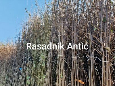 Sadnice sljive dvogodisnje - Isporuka - Seme Cveće Sadnice Oglasi Beograd Sadnice sljive dvogodisnje - Isporuka - Seme Cveće Sadnice Oglasi Beograd