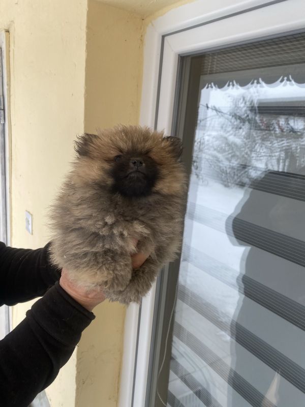 Pomeranac prelepi štenci - Psi Oglasi Beograd