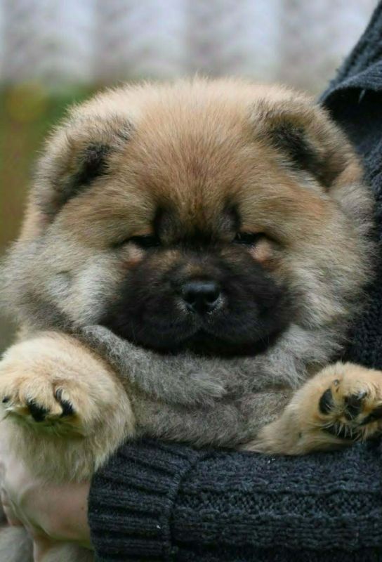 Chow Chow Čau Čau štenci - Psi Oglasi Beograd