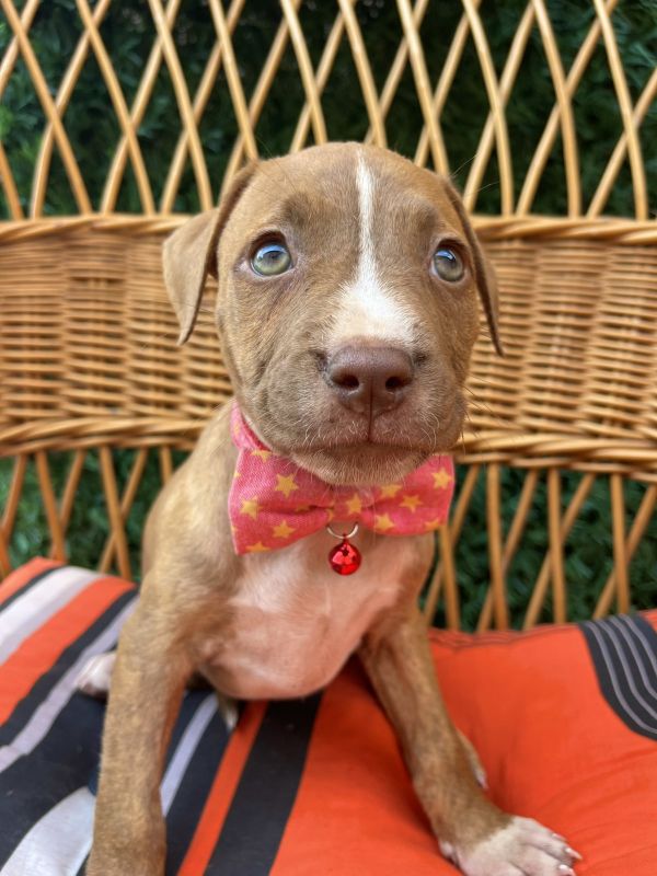 Pit Bul Terijer štenci - Psi Oglasi Beograd