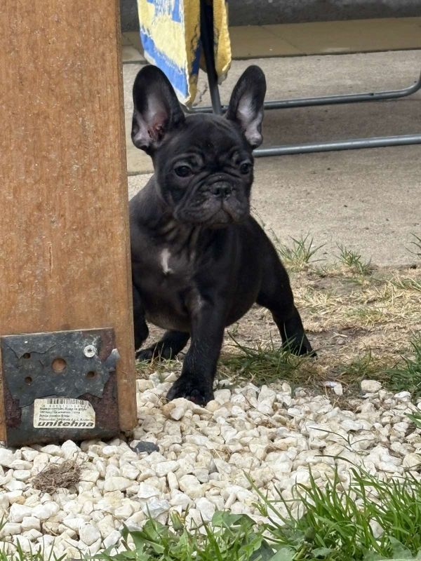 Dve ženke francuskog buldoga - Psi Oglasi Beograd