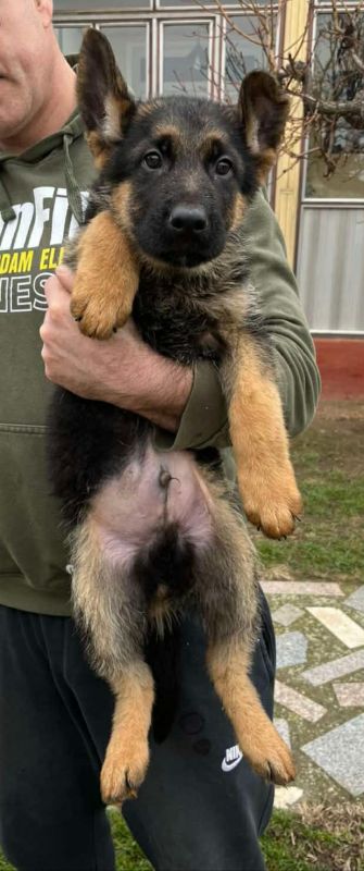 Nemački ovčar kratkodlaki, štenci - Psi Oglasi Beograd