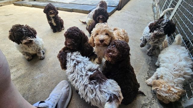 Lagotto Romagnolo, kvalitetni štenci - Psi Oglasi Beograd