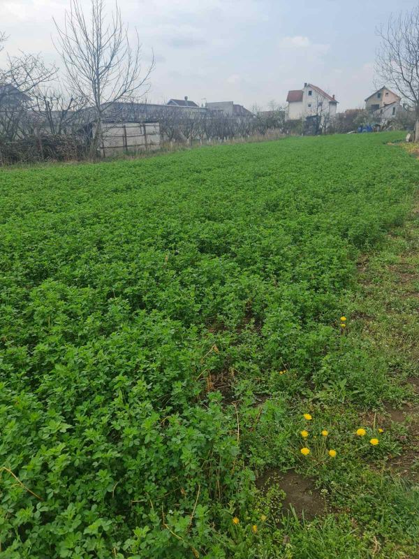 Prodajem placeve u Batajnici - Prodaja Plac Zemljište Njiva Oglasi Beograd