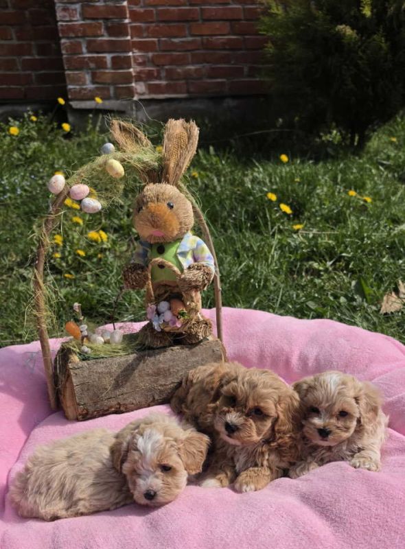 Predstavljamo vam novo leglo bebica maltipoo - Psi Oglasi Beograd