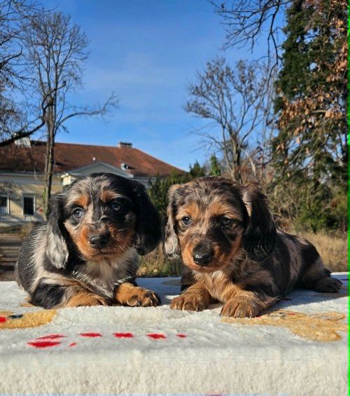 Dugodlaki jazavičar - Psi Oglasi Beograd