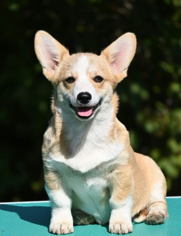 Velski korgi/Welsh Corgi Pembroke štenci - Psi Oglasi Beograd