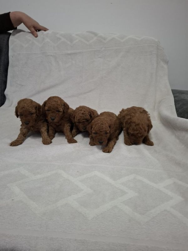 Prodajem patuljaste crvene pudle - Psi Oglasi Beograd