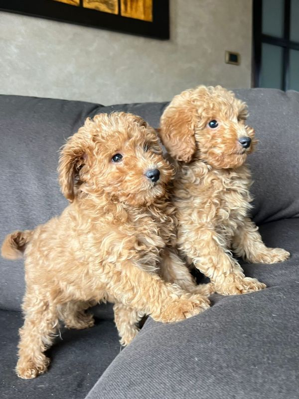 Toy Pudla kvalitetni štenci - Psi Oglasi Beograd