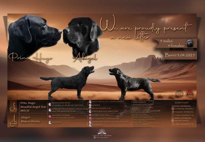 Na prodaju stenci Labrador retriver - Psi Oglasi Beograd Na prodaju stenci Labrador retriver - Psi Oglasi Beograd