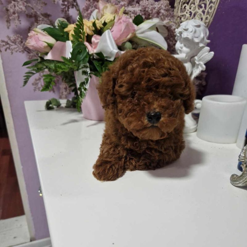 Neodoljivi stenci Toy pudle - Psi Oglasi Beograd