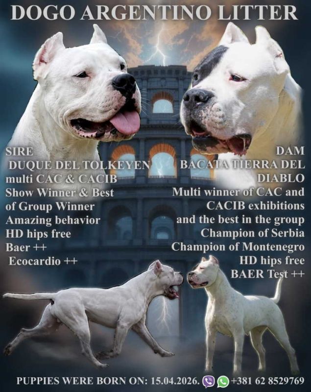 Legle dogo argentino štenaca - Psi Oglasi Beograd
