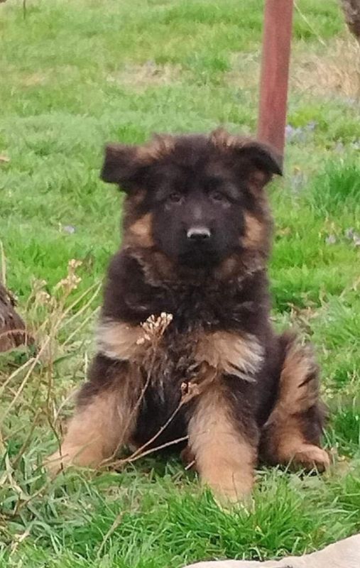 Nemacki Ovcar TOP štenci - Psi Oglasi Beograd