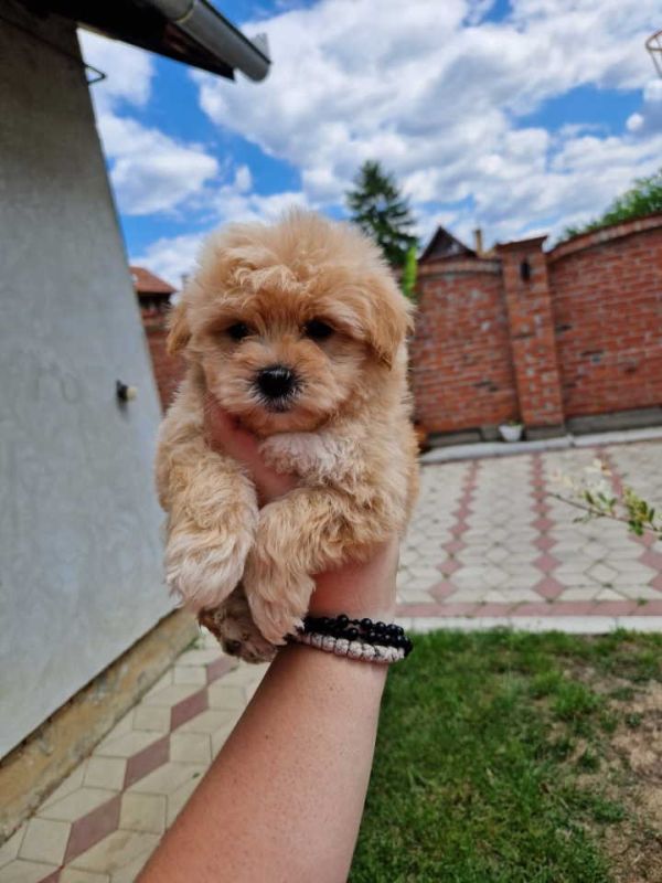 Preslatke bebice MALTIPOO spremni za preuzimanje - Psi Oglasi Beograd Preslatke bebice MALTIPOO spremni za preuzimanje - Psi Oglasi Beograd
