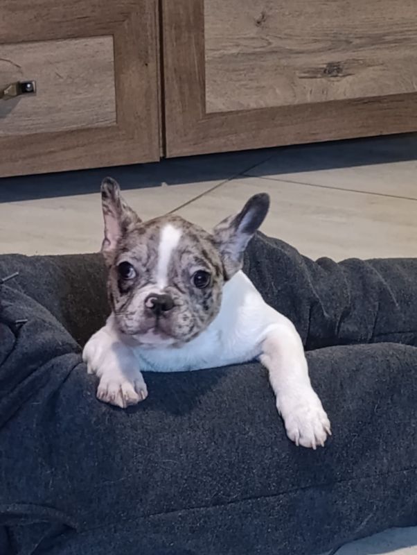 Stenad francuskog buldoga dva merle muzjaka 3.5 meseca - Psi Oglasi Beograd