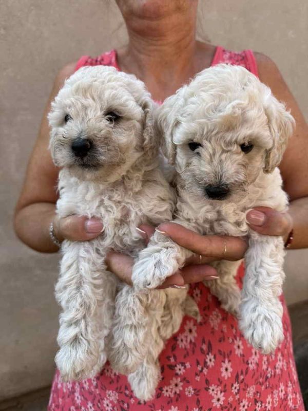 Toy poodle ostenjene 1. jula, - Psi Oglasi Beograd Toy poodle ostenjene 1. jula, - Psi Oglasi Beograd