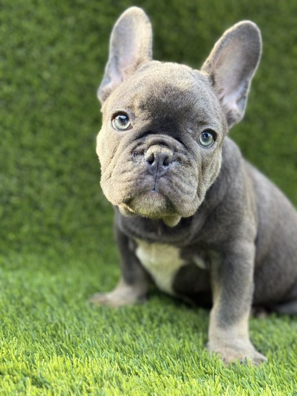 Francuski Buldog prelepi štenci - Psi Oglasi Beograd