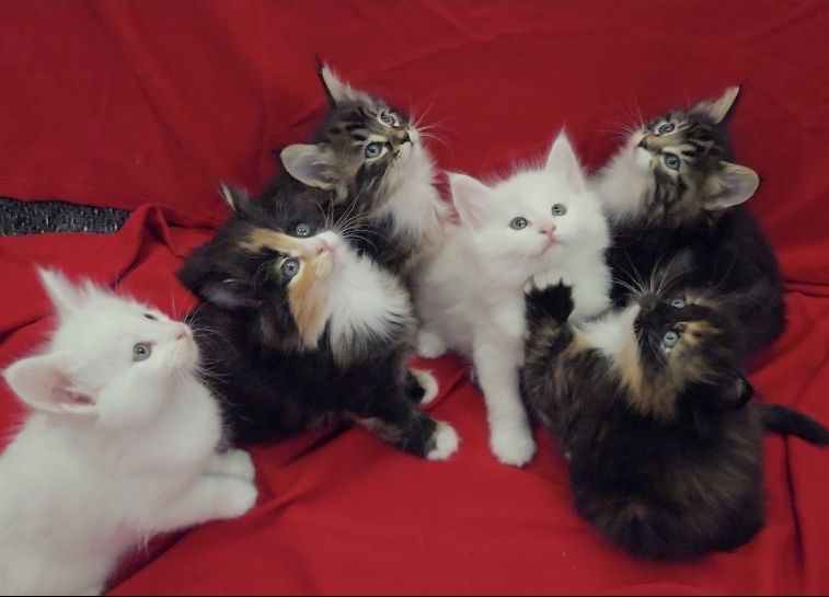 Norveški šumski mačići - Mačke Oglasi Beograd