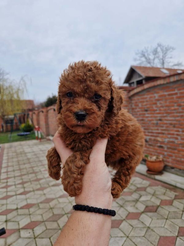 Crvene pudle toy, od oba roditelja u mom vlasnistvu - Psi Oglasi Beograd