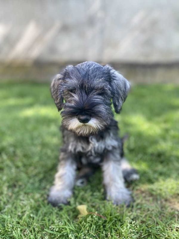 Patuljasti Šnaucer Miniature Schnauzer - Psi Oglasi Beograd Patuljasti Šnaucer Miniature Schnauzer - Psi Oglasi Beograd