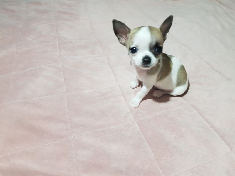 Princess mini chihuahuas-Mini čivave - Psi Oglasi Beograd