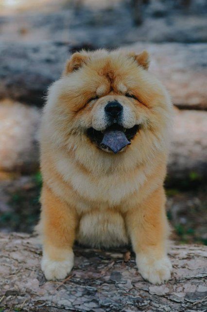 Chow Chow - dostupan za parenje - Psi Oglasi Beograd