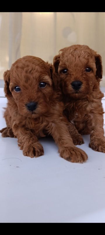 Toy pudle prelepe na prodaju - Psi Oglasi Beograd