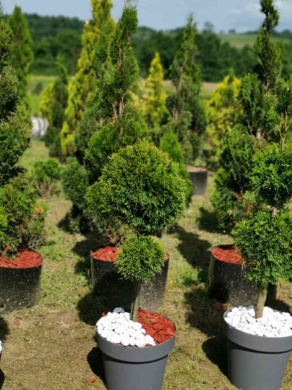 Sezonska rasprodaja četinara do 90 cm - Seme Cveće Sadnice Oglasi Beograd Sezonska rasprodaja četinara do 90 cm - Seme Cveće Sadnice Oglasi Beograd