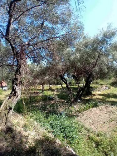 Herceg Novi, građevinski placevi na 1.7 km od centra - Prodaja Plac Zemljište Njiva Oglasi Beograd Herceg Novi, građevinski placevi na 1.7 km od centra - Prodaja Plac Zemljište Njiva Oglasi Beograd