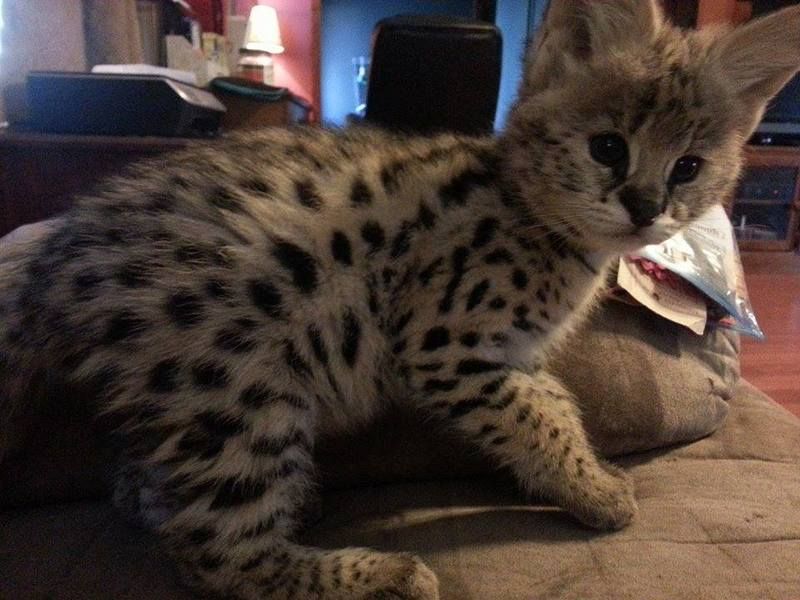 Savannah i caracal mačići imaju prioritet servala - Mačke Oglasi Beograd Savannah i caracal mačići imaju prioritet servala - Mačke Oglasi Beograd