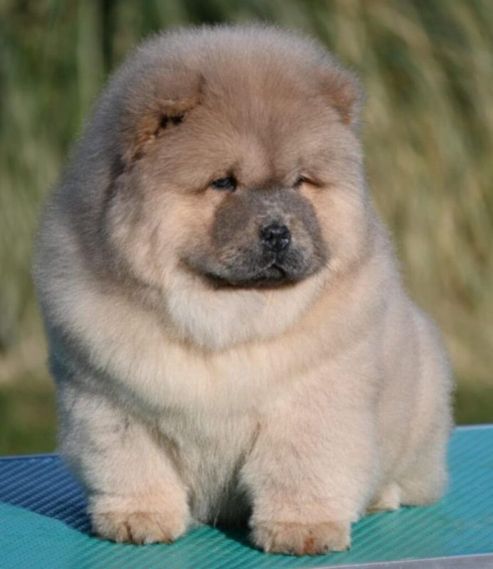 Chow Chow Cau Cau Čau Čau - Psi Oglasi Beograd Chow Chow Cau Cau Čau Čau - Psi Oglasi Beograd
