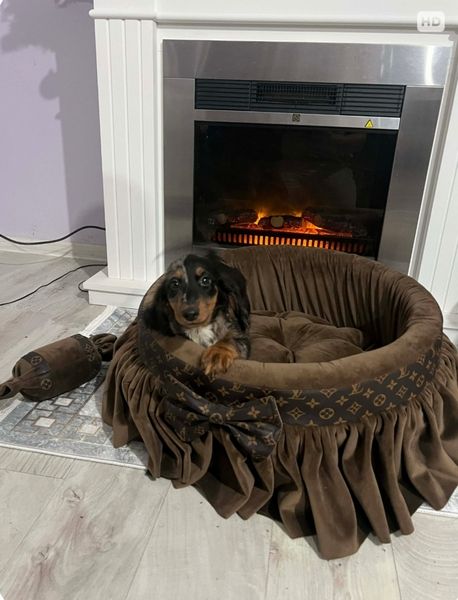 Patuljasti dugodlaki jazavičar, merle ženka - Psi Oglasi Beograd