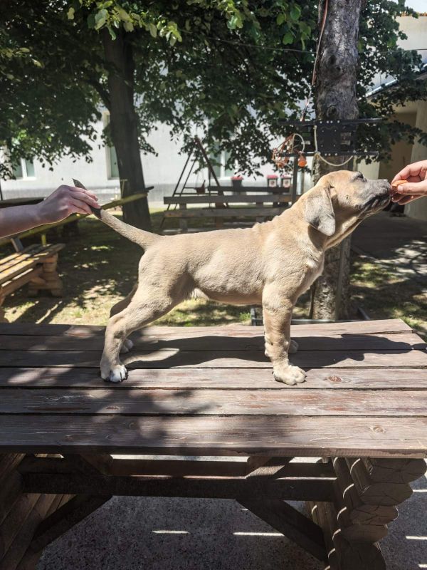 Cane Corso Kane Korso - Psi Oglasi Beograd