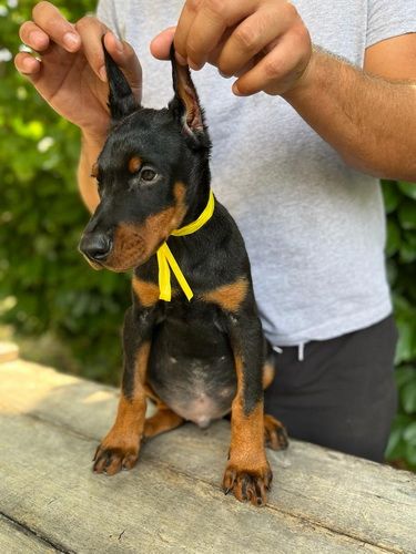 Doberman štenci - Psi Oglasi Beograd