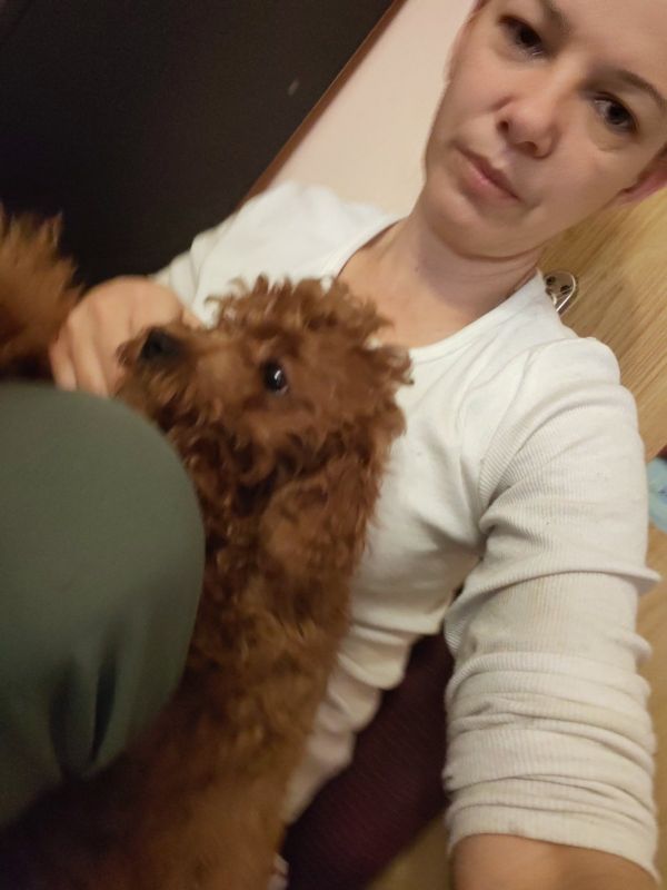 Crvene toy pudle - Psi Oglasi Beograd