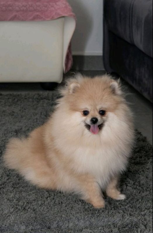 Pomeranac muzjak i zenka na prodaju - Psi Oglasi Beograd