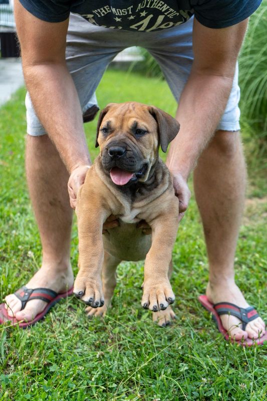 Južnoafrički mastif - Boerboel štenci - Psi Oglasi Beograd