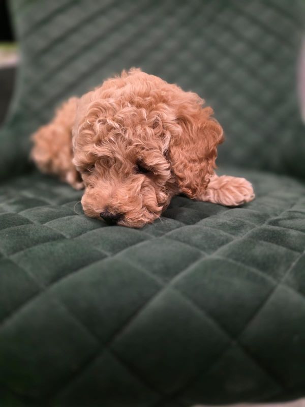 Patuljasta Pudla TOP štenci - Psi Oglasi Beograd