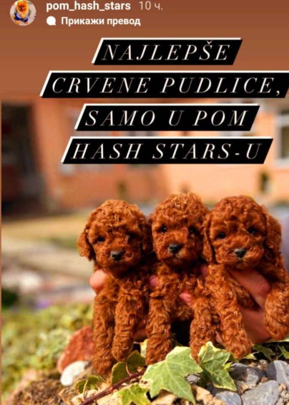 Najlepse bebe teddy bear toy pudle u Pom_Hash_Stars odgajivacnici. Bebe su naucene na pelenicu sa pedigreom i svom dokumentacijom sa mogucom izradom Eu pasosa i dostavom po celoj Evropi. Otac beba uve - Psi Oglasi Beograd Najlepse bebe teddy bear toy pudle u Pom_Hash_Stars odgajivacnici. Bebe su naucene na pelenicu sa pedigreom i svom dokumentacijom sa mogucom izradom Eu pasosa i dostavom po celoj Evropi. Otac beba uve - Psi Oglasi Beograd