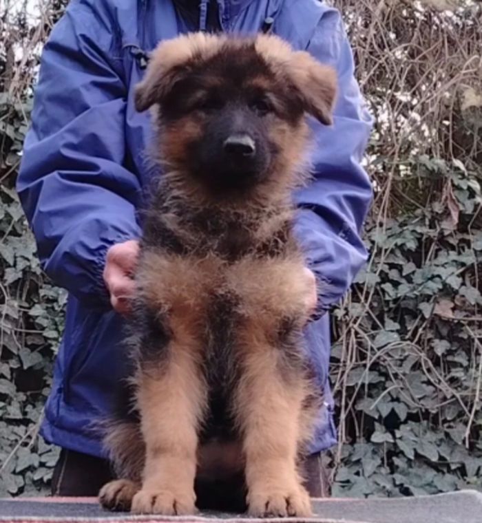 Nemački ovčar izvanredno štene Beograd - Psi Oglasi Beograd